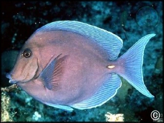 Acanthurus bahianus