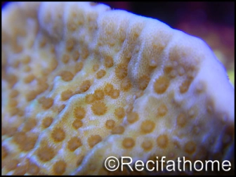 Montipora plateau orange pousse rose-violette