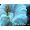 Caulastrea curvata Bleu/vert fluo S