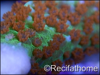 Montipora Fireforest rouge squelette vert métal Taille m