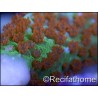 Montipora Fireforest rouge squelette vert métal Taille m