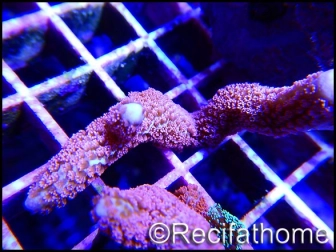 Montipora digitata rose S