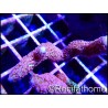 Montipora digitata rose S