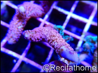 Montipora digitata rose S