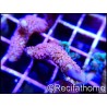 Montipora digitata rose S