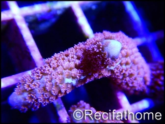 Montipora digitata rose S