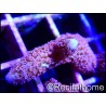 Montipora digitata rose S