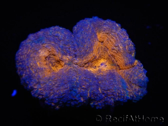 WYSIWYG - Lobophyllia sp 7E2 (9 cm)