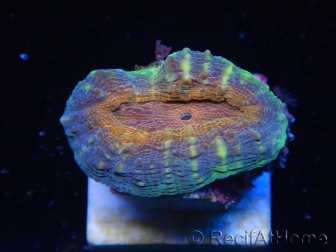 WYSIWYG - Lobophyllia sp 7E1 (5 cm)