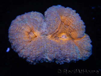 WYSIWYG - Lobophyllia sp 7E2 (9 cm)