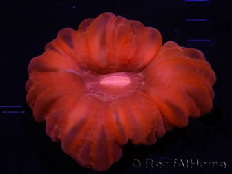 WYSIWYG Cynarina lacrymalis Ultra Red 1 (Skeleton 7 cm)