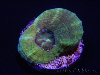 WYSIWYG Homophyllia australis (ex Scolymia) Warpaint Frag élevage 2 (2.5 cm)