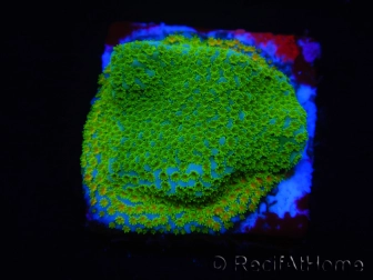 WYSIWYG RAH Montipora Cyan 11D4