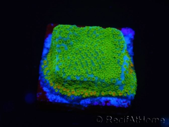 WYSIWYG RAH Montipora Cyan 11D5