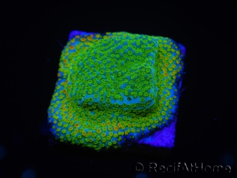 WYSIWYG RAH Montipora Cyan 11D6