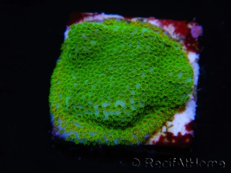 WYSIWYG RAH Montipora Cyan 11D4