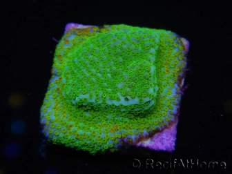 WYSIWYG RAH Montipora Cyan 11D6