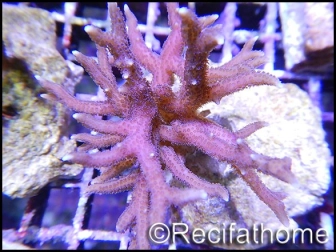 Seriatopora histrix rose M