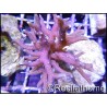 Seriatopora histrix rose M