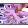 Seriatopora histrix rose M