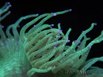 WYSIWYG Catalaphyllia jardinei Pink Tips Frag 4 (Skeleton 5 cm)