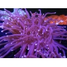 WYSIWYG- Heliofungia actiniformis Purple 1 (8 cm)