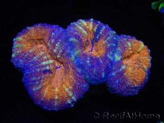 WYSIWYG Lobophyllia sp  7C3 (4 cm)