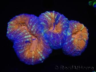 WYSIWYG Lobophyllia sp  7C3 (4 cm)