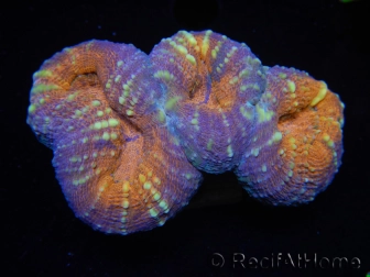 WYSIWYG Lobophyllia sp  7C3 (4 cm)