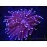 WYSIWYG- Heliofungia actiniformis Purple 2 (Skeleton 7.5 cm)