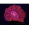 WYSIWYG Cynarina lacrymalis Ultra Red/Purple Mouth 5 (Skeleton 3.5 cm)