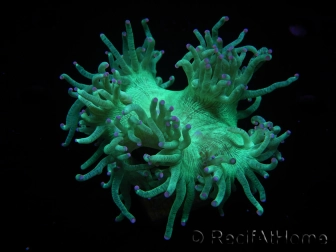 WYSIWYG Catalaphyllia jardinei Pink Tips Frag 8 (Skeleton 4 cm)