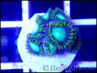 Green Lantern Zoanthus 4-5 polypes