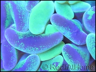 Euphyllia paraancora bi-color apple green/pink premium S