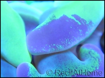 Euphyllia paraancora bi-color apple green/pink premium S