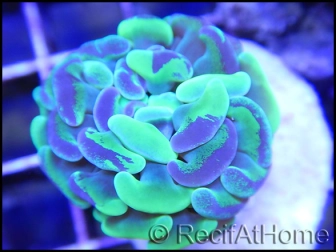 Euphyllia paraancora bi-color apple green/pink premium S