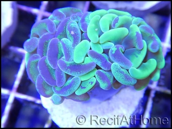 Euphyllia paraancora bi-color apple green/pink premium S