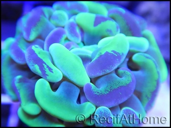 Euphyllia paraancora bi-color apple green/pink premium S