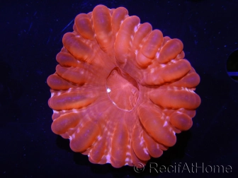 WYSIWYG Cynarina lacrymalis Ultra Red 9 (Skeleton 5 cm/open 10 cm)