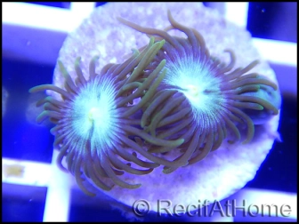 Green sun Premium Zoanthus 2-3 polypes