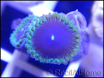 Purple People eater Ultra 2-3 polypes