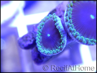 Purple People eater Ultra 2-3 polypes