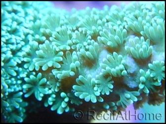 Montipora digitata vert/jaune M