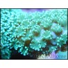 Montipora digitata vert/jaune M