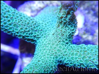 Montipora digitata vert/jaune M