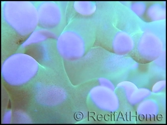 Euphyllia paradivisa bi-color fluorescent green/pink M