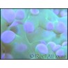 Euphyllia paradivisa bi-color fluorescent green/pink M