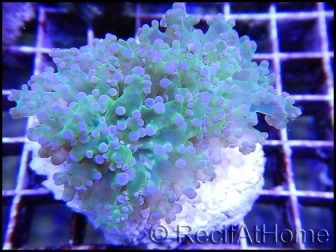 Euphyllia paradivisa bi-color fluorescent green/pink M