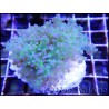 Euphyllia paradivisa bi-color fluorescent green/pink M