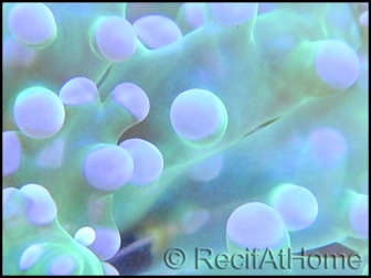 Euphyllia paradivisa bi-color fluorescent green/pink M